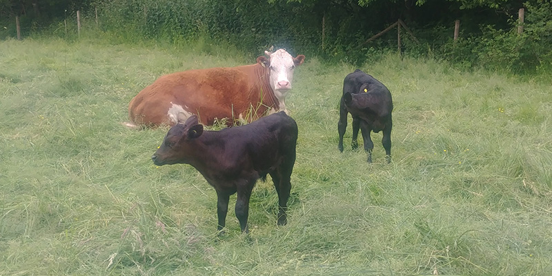 Beef Sales Information