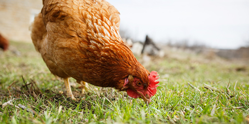 Egg Sales Information